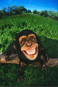 Primate Play Face