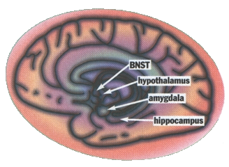 The Shy Brain