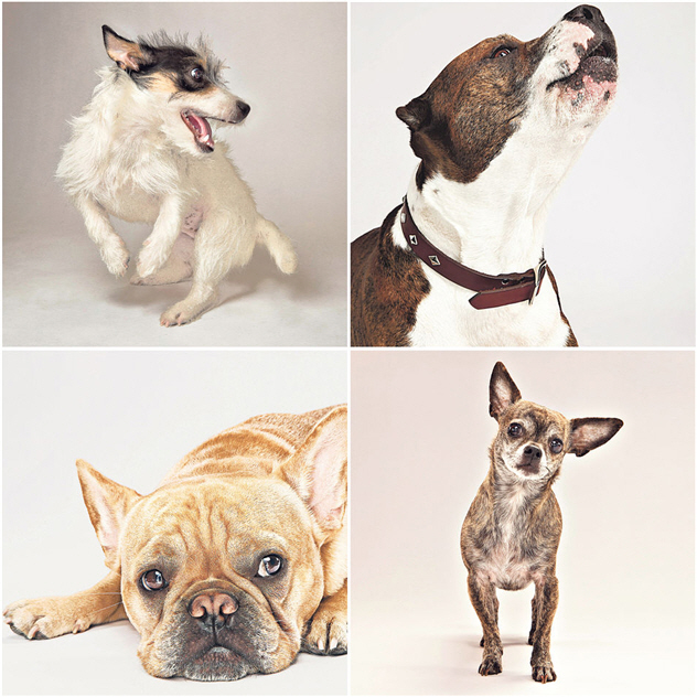 Dog Body Language