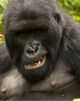 Gorilla