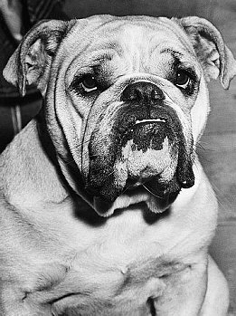 English Bulldog