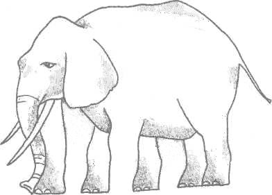Elephant